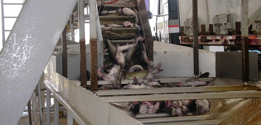 Low calorie salmon recipes image